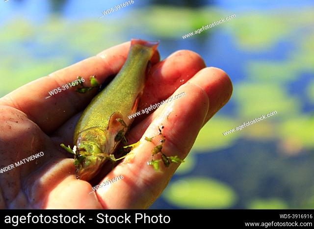 Small tench caught on fishing-rod. Fishing. Fish caught on rod. Fish on hook