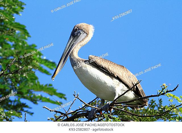 Pelicano pardo Pelecanus occidentalis en el pafícico sur de Costa Rica