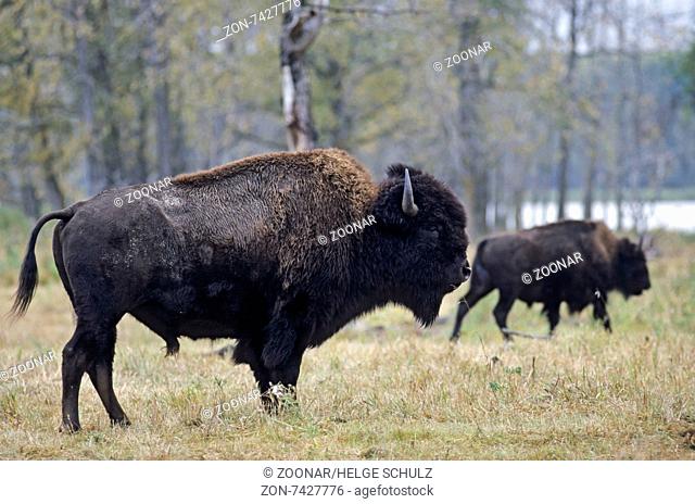 American Bison bulls cross the prairie