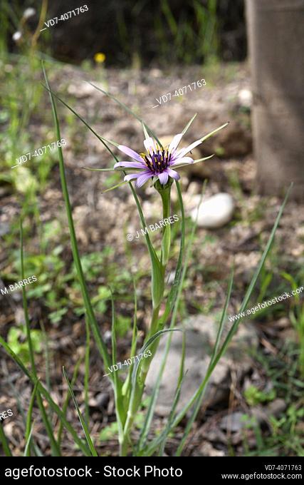 Salsify (Tragopogon porrifolius) is an annual or perennial herb native to southeast Europe and north Africa. Its root is edible