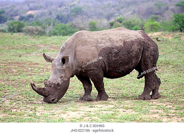 White Rhinoceros, Square-Lipped Rhinoceros, (Ceratotherium simum), adult male feeding, Hluhluwe Umfolozi Nationalpark, Hluhluwe iMfolozi Nationalpark