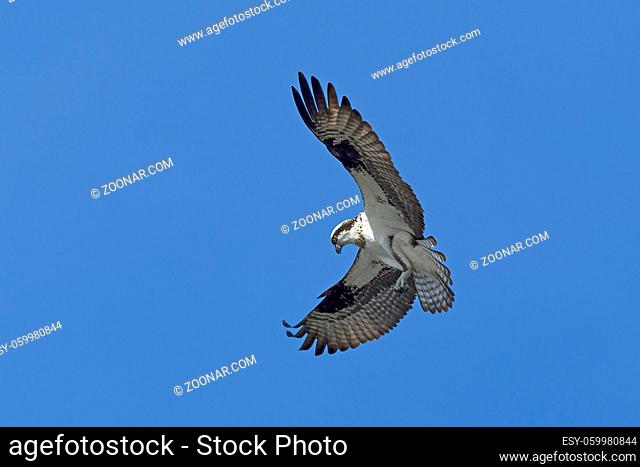 An osprey in north Idaho is fluttering its wings up in a clear blue sky