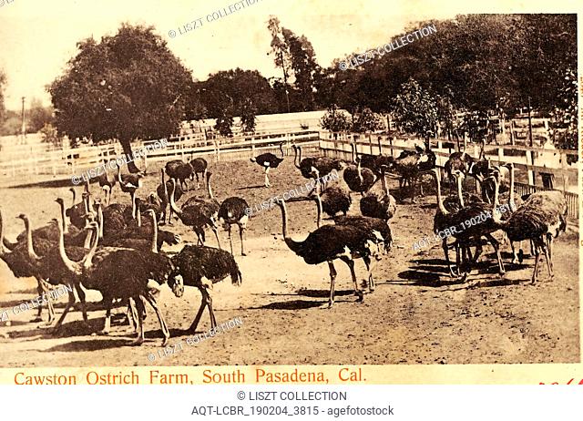 Agriculture in California, Ostrich farming in the United States, History of Pasadena, California, 1903, S. Pasadena, Cawston Ostrich Farm