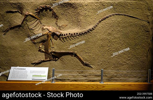 The Royal Tyrrell Museum of Palaeontology is Canadaâ. . s only museum dedicated exclusively to the study of prehistoric life