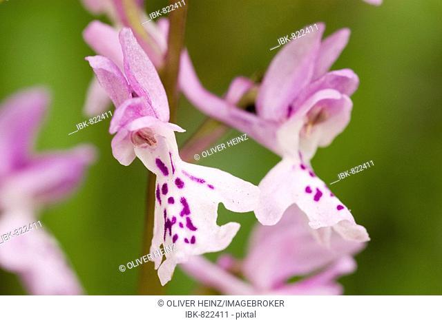 Southern Early Purple Orchid (Orchis olbiensis), Grasse, Alpes Maritimes, France, Europe