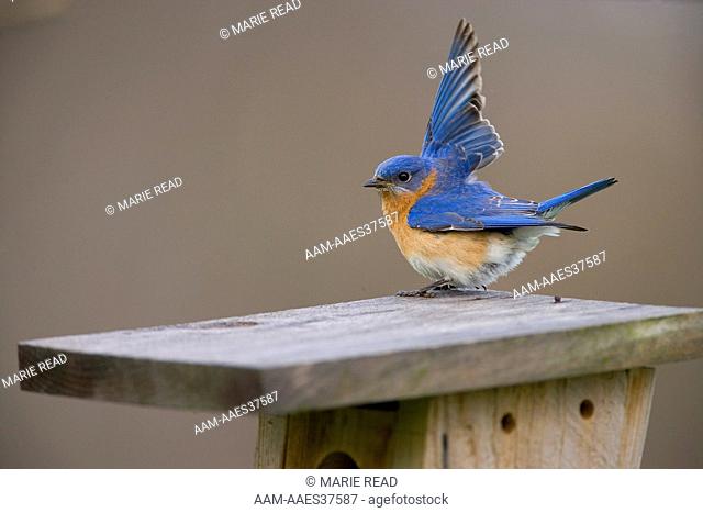 Eastern Bluebird (Sialia sialis) male performing wing-wave display at nest box, New York, USA
