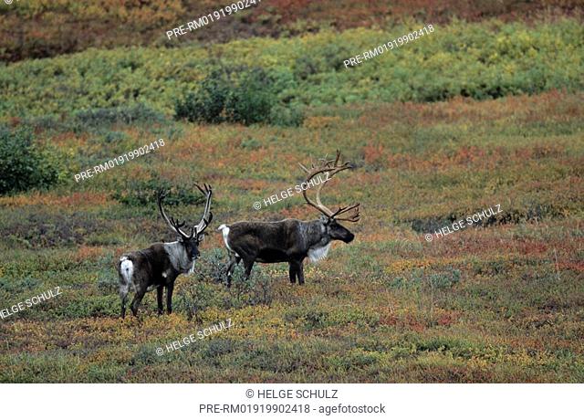 Barren Ground Caribou, bulls, Reindeer, Rangifer tarandus, Rangifer tarandus arcticus