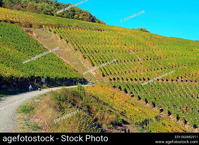 View on the vineyards by Ahrweiler, autumn