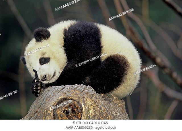 Giant Panda Baby Sleeping (Ailuropoda Melanoleuca), Chinese Name: Xiongmao, Giant Panda Research Center, Wolong, Sichuan, China, Man & Biosphere Reserve
