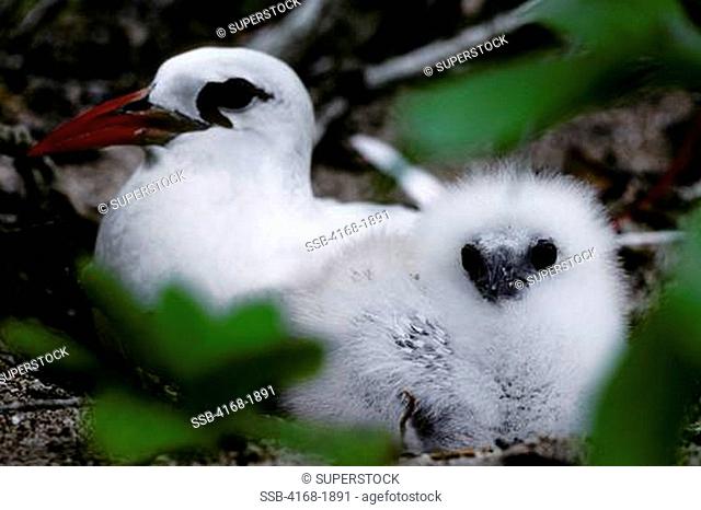 COOK ISLANDS, TAKUTEA BIRD ISLAND, RED-TAILED TROPICBIRD WITH CHICK IN NEST