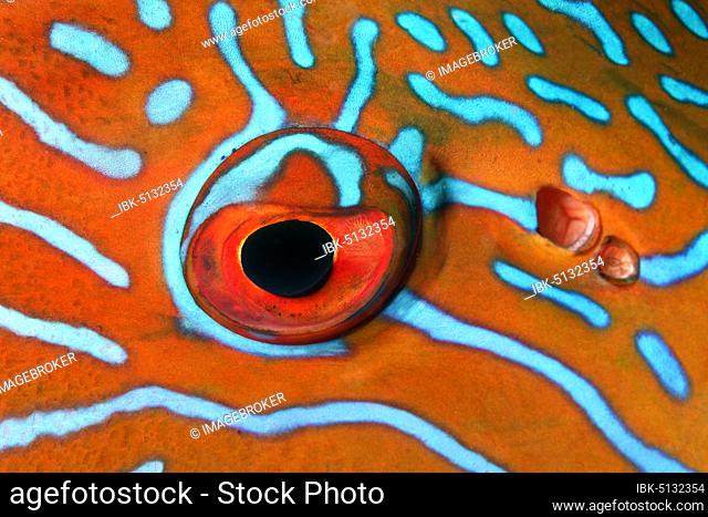 Highfin coralgrouper (Plectropomus oligacanthus), eye, Great Barrier Reef, Unesco World Heritage, Pacific, Australia, Oceania