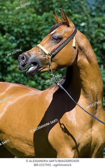 Arabian mare, bay, wearing a show halter, neighing, North Tyrol, Austria, Europe