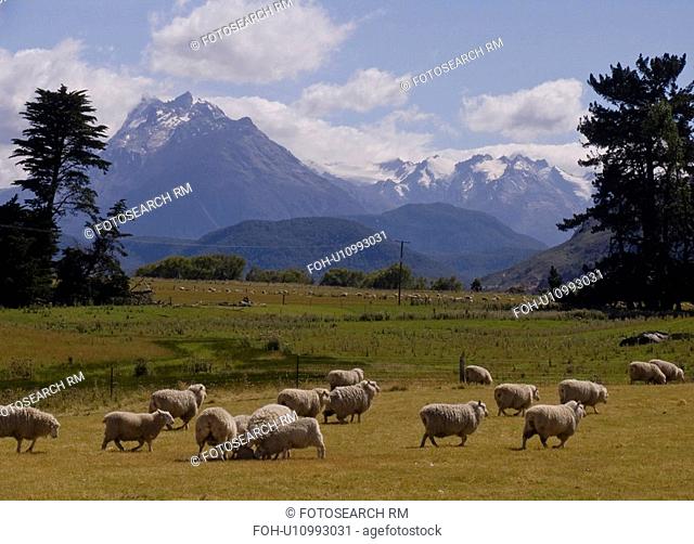 beauty sheep peaks rees valley south island new