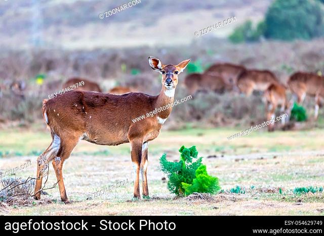 female of endemic very rare Mountain nyala, Tragelaphus buxtoni, big antelope in Bale mountain National Park, Ethiopia, Africa wildlife