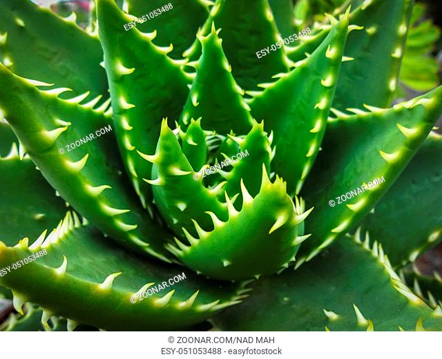 cactus plant closeup - succulent plant macro -