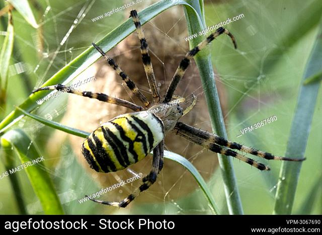 Illustration picture shows a wasp spider (Argiope bruennichi) in a garden in Lierde, Saturday 21 August 2021...BELGA PHOTO NICOLAS MAETERLINCK