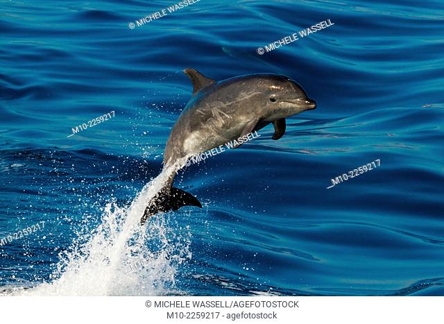 Off-shore Bottlenose dolphin leaping in the air in the Santa Barbara Channel off the coast of California, USA