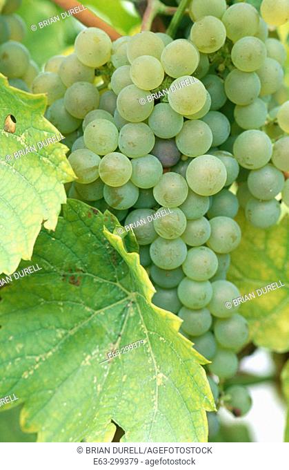 Grapes on vine (Vitis vinifera). Seyval Blanc variety. Waupoos. Ontario, Canada
