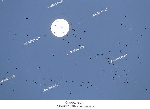 Flock of Spotless Starlings (Sturnus unicolor) in flight in rural Spain with setting moon in the background