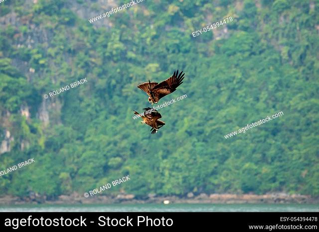 Black Kite of the Halong Bay in Vietnam