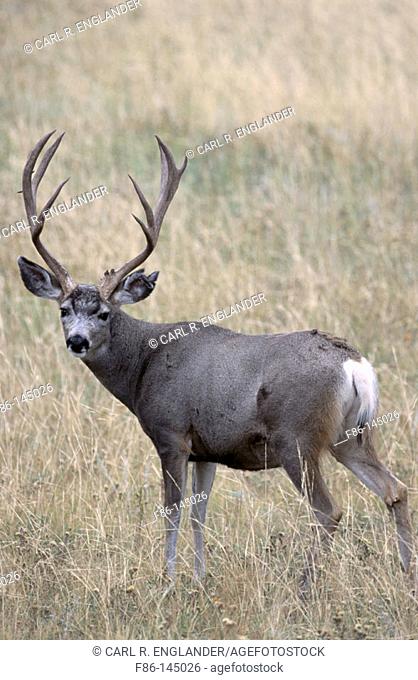 Mule Deer (Odocoileus hemionus). Rocky Mountain NP. Colorado. USA