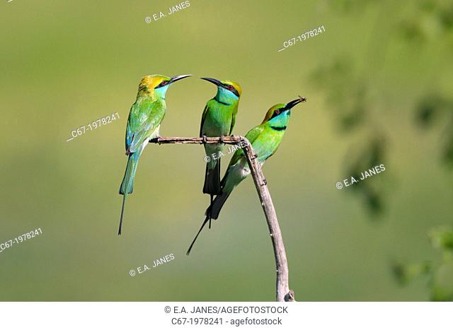 Three Green Bee-eaters Merops orientalis