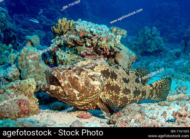 Bullhead grouper (Epinephelus fuscoguttatus) lying on seabed in coral reef, bluestreak cleaner wrasse (Labroides dimidiatus) above, Red Sea
