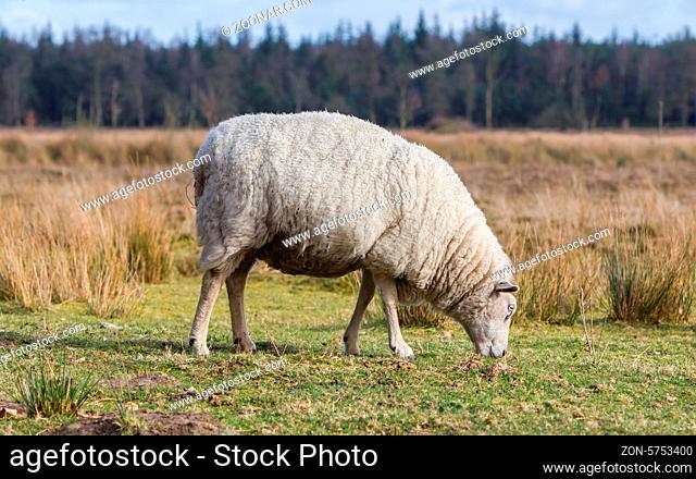 Sheep with a thick winter coat eats the grass