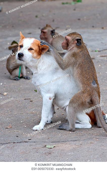 Monkeys checking for fleas and ticks in the dog
