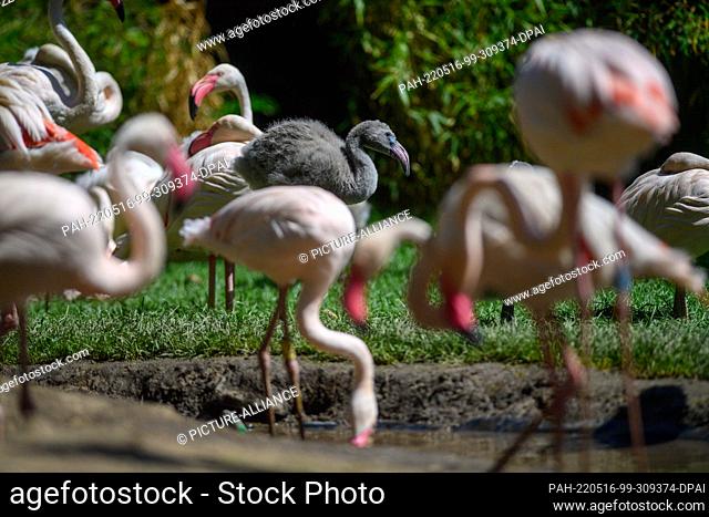 16 May 2022, Saxony-Anhalt, Magdeburg: A pink flamingo chick sits in the midst of adult birds. The colony of 56 birds had moved into the newly designed...