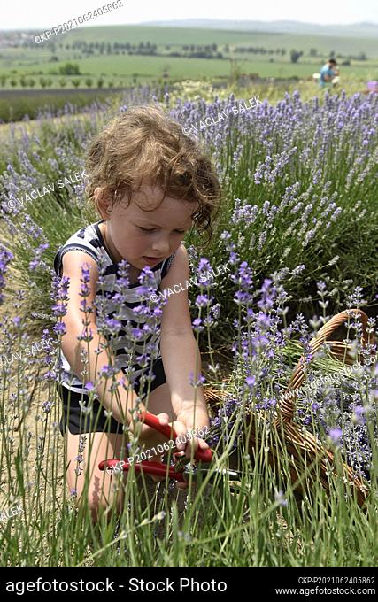 Self-picking of lavender began on a field near Starovicky, Czech Republic, on June 24, 2021. (CTK Photo/Vaclav Salek)