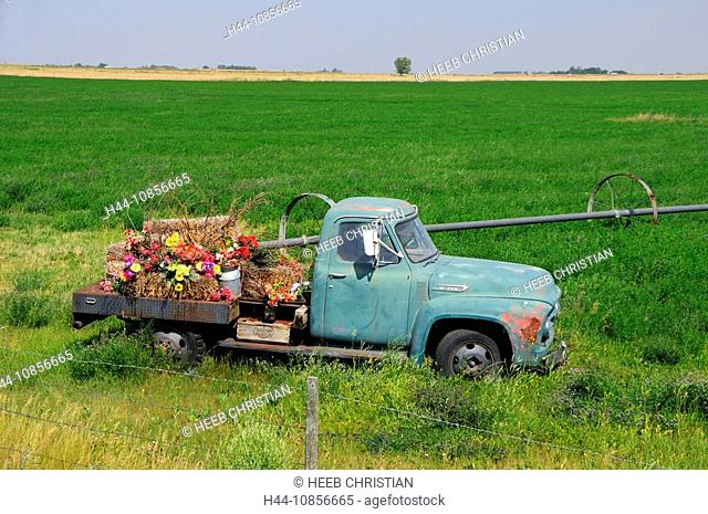 10856665, Canada, Flowers, Old Pickup Truck, near