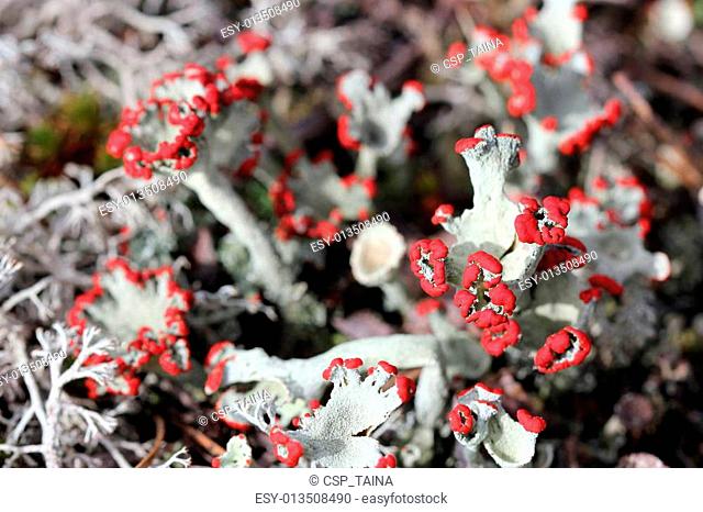 Cladonia pleurota lichen