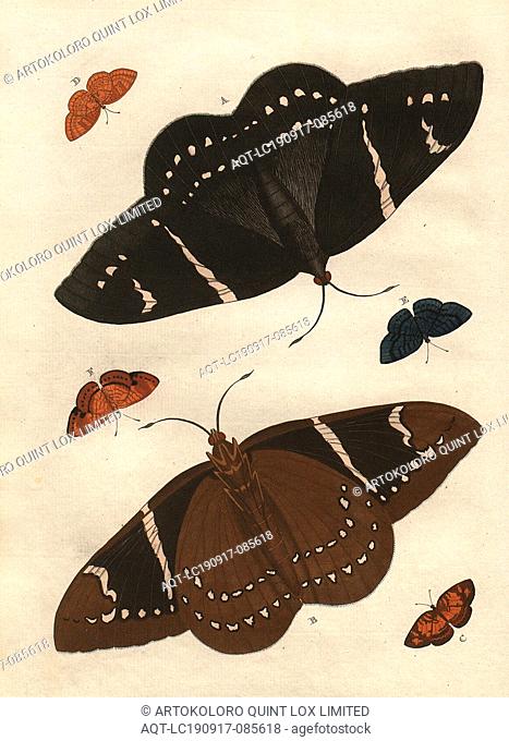 Butterflies 1, Fig. A-B: Dedalus, Fig. C-D: Liriope, Fig. E-F: Lucinda, PL., I, after p. 29, 1775, Pieter Cramer: De uitlandsche kapellen voorkomende in de drie...