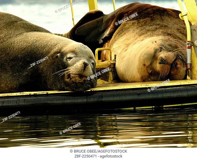 Sea lions rest on a buoy in Saanich Inlet on Vancouver Island, British Columbia, Canada