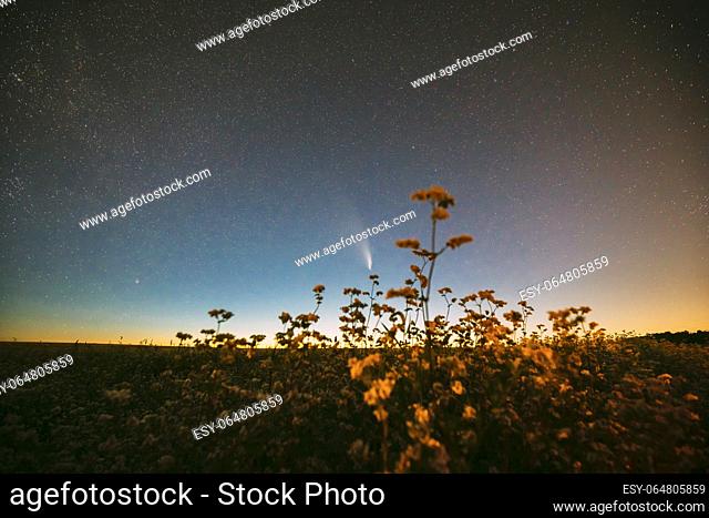 Comet Neowise C 2020 F3 In Night Starry Sky Above Flowering Buckwheat. summer Night Stars in blue colors
