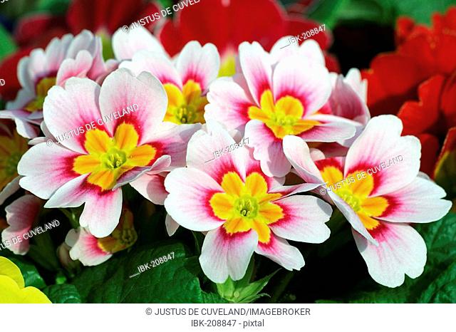 Flowering primrose hybrids in different colours (Primula vulgaris Hybriden)