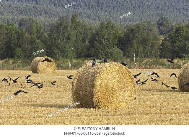 Carrion Crow Corvus corone and Rook Corvus frugilegus flock, in field with round straw bales, Scotland, autumn