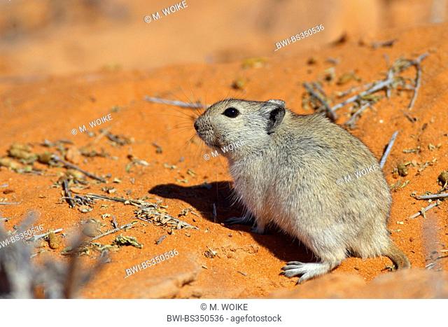 Brant's whistling rat (Parotomys brantsii), whistling rat is sitting in the red sand of the Kalahari, South Africa, Kgalagadi Transfrontier National Park