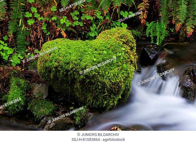 Moss-covered stone in heart shape on a stream. Washington, USA