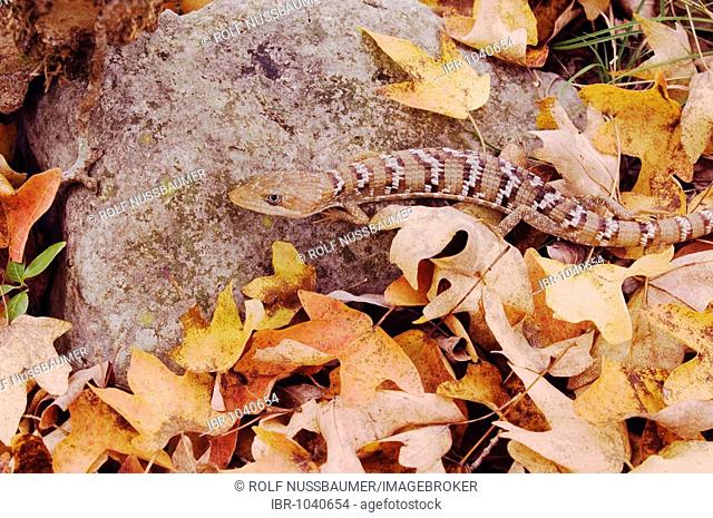 Texas Alligator Lizard (Gerrhonotus infernalis), adult in leaf litter of Bigtooth Maple (Acer grandidentatum), Lost Maples State Park, Hill Country