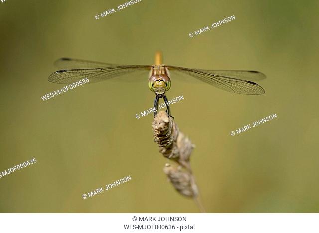 England, Common Darter, Sympetrum striolatum