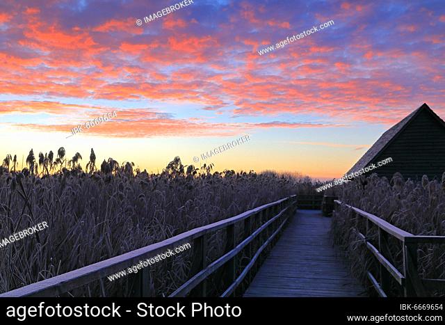 Fishing hut, wooden hut, footbridge, wooden jetty, reed (Phragmites australis), reeds, grasses, frost, morning glow, Federsee lake, Bad Buchau, Upper Swabia