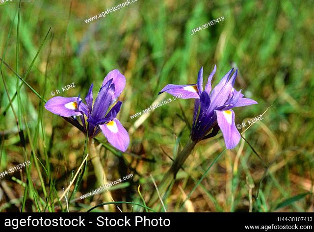Mittags-Schwertlilie, Iris sisyrinchium, Iridaceae, blühend, Schwertlile, Blume, Pflanze, El Torcal, Nationalpark, Andalusien, Spanien