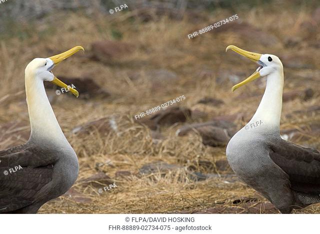 Dispalying waved albatross's on Espanola island, Galapagos