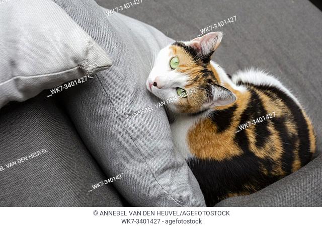 Cat lying on the sofa beautiful green eyes, pets portrait close-up beauty