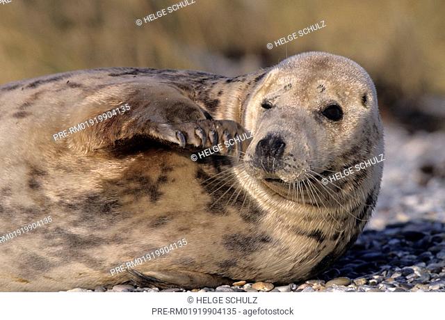 Grey Seal, cow, Gray Seal, Halichoerus grypus