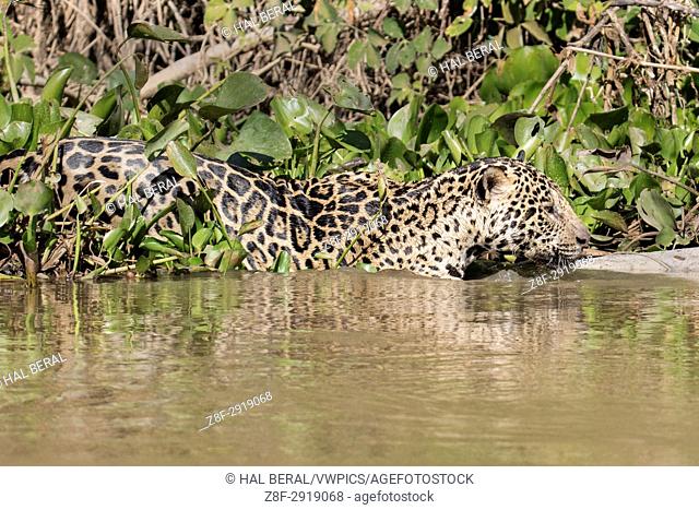Jaguar in the water hunting (Panthera onca) Pantanal, Brazil