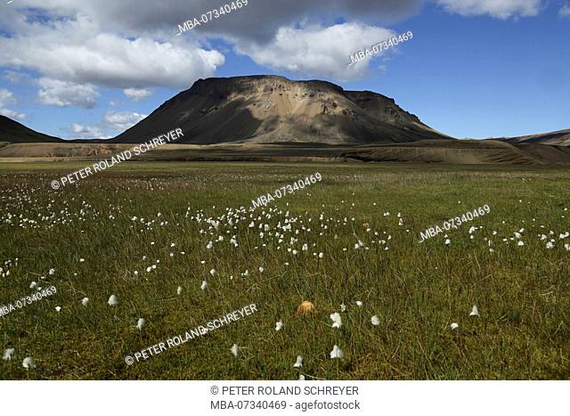 Iceland, cotton grass meadow, mountain in the background, clouds in front of blue sky