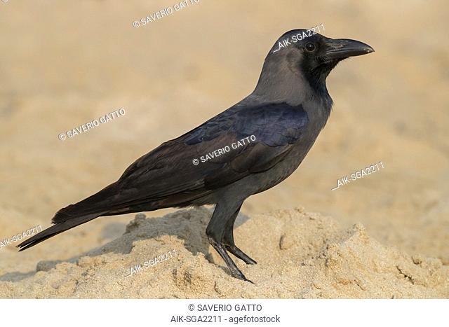 House Crow (Corvus splendens), side view of an adult standing on the beach in Oman